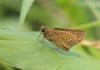 Hesperiinae inconnu